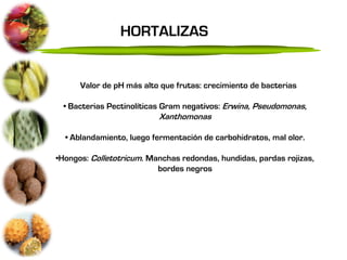 HORTALIZAS


    • Valor de pH más alto que frutas: crecimiento de bacterias

 • Bacterias Pectinolíticas Gram negativos: Erwina, Pseudomonas,
                          Xanthomonas

  • Ablandamiento, luego fermentación de carbohidratos, mal olor.

•Hongos: Colletotricum. Manchas redondas, hundidas, pardas rojizas,
                          bordes negros
 