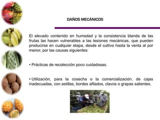 DAÑOS MECÁNICOS



El elevado contenido en humedad y la consistencia blanda de las
frutas las hacen vulnerables a las lesiones mecánicas, que pueden
producirse en cualquier etapa, desde el cultivo hasta la venta al por
menor, por las causas siguientes:


• Prácticas de recolección poco cuidadosas.


• Utilización, para la cosecha o la comercialización, de cajas
inadecuadas, con astillas, bordes afilados, clavos o grapas salientes.
 