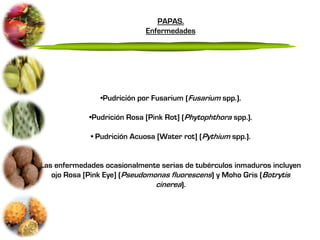 PAPAS.
                             Enfermedades




                •Pudrición por Fusarium (Fusarium spp.).

             •Pudrición Rosa [Pink Rot] (Phytophthora spp.).

             • Pudrición Acuosa [Water rot] (Pythium spp.).


Las enfermedades ocasionalmente serias de tubérculos inmaduros incluyen
   ojo Rosa [Pink Eye] (Pseudomonas fluorescens) y Moho Gris (Botrytis
                                cinerea).
 
