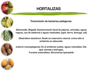 HORTALIZAS

              Transmisión de bacterias patógenas:


Salmonella, Shigella. Contaminación fecal de pájaros, animales, aguas
negras, uso de estiércol o aguas residuales. (apio, berro, lechuga, col)

  Clostridium botulinum. Suelo es reservorio natural, crece sólo si
                        ambiente es adecuado.

Listeria monocytogenes. En el ambiente suelos, aguas resiudales. Col,
                       apio, tomate y lechugas.
             Yersinia enterolítica, Aeromonas hydrophila
 
