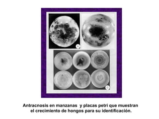 Antracnosis en manzanas y placas petri que muestran
   el crecimiento de hongos para su identificación.
 
