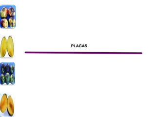PLAGAS
 