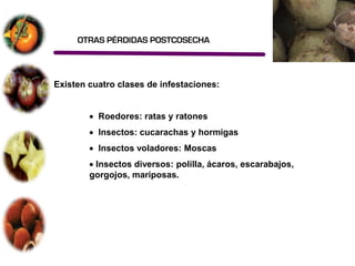 OTRAS PÉRDIDAS POSTCOSECHA




Existen cuatro clases de infestaciones:


          Roedores: ratas y ratones
          Insectos: cucarachas y hormigas
          Insectos voladores: Moscas
         Insectos diversos: polilla, ácaros, escarabajos,
        gorgojos, mariposas.
 