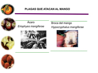 PLAGAS QUE ATACAN AL MANGO



       Ácaro           Broca del mango
Eriophyes mangiferae   Hypocryphalus mangiferae
 