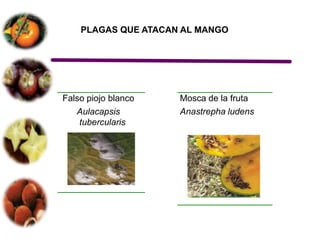 PLAGAS QUE ATACAN AL MANGO




Falso piojo blanco   Mosca de la fruta
   Aulacapsis        Anastrepha ludens
    tubercularis
 