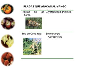 PLAGAS QUE ATACAN AL MANGO

Polillas   de    las Cryptoblabes gnidiella
 flores




Trip de Cinta roja   Selenothrips
                      rubrocinctus
 