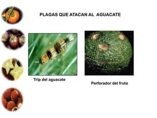 PLAGAS QUE ATACAN AL AGUACATE




Trip del aguacate
                     Perforador del fruto
 