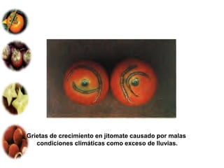 Grietas de crecimiento en jitomate causado por malas
   condiciones climáticas como exceso de lluvias.
 