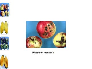 Picado en manzana.
 