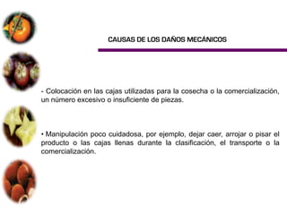 CAUSAS DE LOS DAÑOS MECÁNICOS




- Colocación en las cajas utilizadas para la cosecha o la comercialización,
un número excesivo o insuficiente de piezas.



• Manipulación poco cuidadosa, por ejemplo, dejar caer, arrojar o pisar el
producto o las cajas llenas durante la clasificación, el transporte o la
comercialización.
 