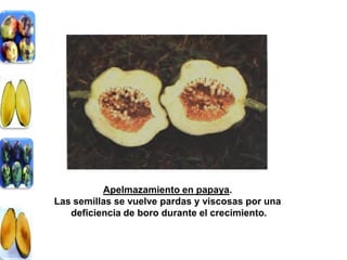 Apelmazamiento en papaya.
Las semillas se vuelve pardas y viscosas por una
   deficiencia de boro durante el crecimiento.
 