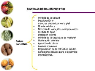SÍNTOMAS DE DAÑOS POR FRÍO


              •   Pérdida de la calidad
              •   Decoloración o
                  manchas deprimidas en la piel
              •   Muerte celular y
              •   Necrosis de los tejidos subepidérmicos
              •   Pérdida de agua
              •   Desorden interno
              •   Pérdida de la capacidad de madurar
Daños         •   Maduración anormal
por el frío   •   Aparición de olores
              •   Aromas anómalos
              •   Degradación de la estructura celular,
              •   Condiciones ideales para el desarrollo
                  de patógenos.
 