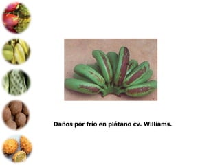 Daños por frío en plátano cv. Williams.
 