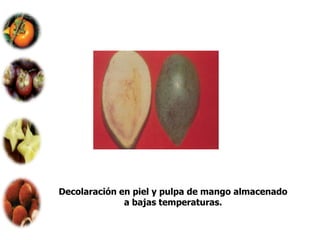 Decolaración en piel y pulpa de mango almacenado
              a bajas temperaturas.
 