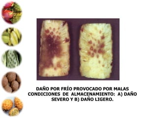 DAÑO POR FRÍO PROVOCADO POR MALAS
CONDICIONES DE ALMACENAMIENTO: A) DAÑO
        SEVERO Y B) DAÑO LIGERO.
 