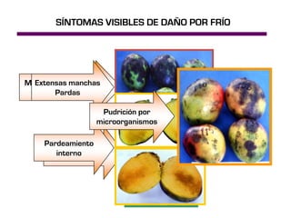 SÍNTOMAS VISIBLES DE DAÑO POR FRÍO




Manchas decoloradas
  Extensas manchas
 Con bordes negros
       Pardas

                  Pudrición por
                 microorganismos

    Pardeamiento
     Coloración ópaca
       interno
 