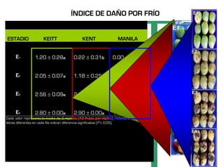 ÍNDICE DE DAÑO POR FRÍO


 ESTADIO                   KEITT                         KENT                 MANILA


       E1            1.20        0.28a           O.22      0.31b          0.00         0.00b


       E2            2.05        0.07a           1.18      0.25b          0.65         0.04c


       E3            2.56        0.09a           2.51      0.34a          1.05         0.00b


       E4            2.80        0.00a           2.90      0.00a          1.25         0.00b
Cada valor representa la media de 2 réplicas (12 frutos por réplica). Valores seguidos de
letras diferentes en cada fila indican diferencia significativa (P 0.05).

                                                           ( nivel de daño*# frutos del nivel )
                          Índice de daño por frío =
                                                             (Total frutos del tratamiento )
0= No dañado.
1= Daño ligero (hasta 10% de la superficie del fruto).
2= Daño moderado (hasta 20% de la superficie del fruto).
3= Daño severo (más de 20% de la superficie del fruto).
 