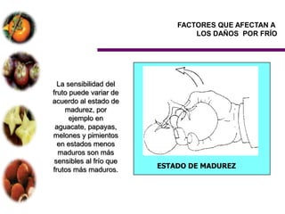 FACTORES QUE AFECTAN A
                                 LOS DAÑOS POR FRÍO




  La sensibilidad del
fruto puede variar de
acuerdo al estado de
    madurez, por
      ejemplo en
 aguacate, papayas,
melones y pimientos
  en estados menos
  maduros son más
 sensibles al frío que
frutos más maduros.      ESTADO DE MADUREZ
 