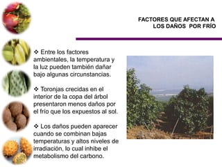 FACTORES QUE AFECTAN A
                                        LOS DAÑOS POR FRÍO



 Entre los factores
ambientales, la temperatura y
la luz pueden también dañar
bajo algunas circunstancias.

 Toronjas crecidas en el
interior de la copa del árbol
presentaron menos daños por
el frío que los expuestos al sol.

 Los daños pueden aparecer
cuando se combinan bajas
temperaturas y altos niveles de
irradiación, lo cual inhibe el
metabolismo del carbono.
 