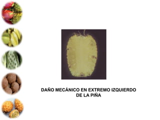 DAÑO MECÁNICO EN EXTREMO IZQUIERDO
            DE LA PIÑA
 