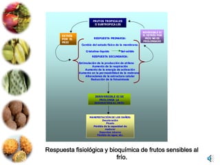 FRUTOS TROPICALES
                          O SUBTROPICA LES

                                                             REVERSIBLE SI
      ESTRÉS                                                 EL ESTRÉS POR
      POR EL             RESPUESTA PRIMARIA:                   FRÍO NO ES
      FRIO                                                   PROLONGADO
                Cambio del estado físico de la membrana.

                   Cr istalina-líquido      Gel-sólido
                        RESPUESTA SECUNDARIA:

               Est imulación de la producción de et ileno
                          Aumento de la respiración
                     Aumento de la energía de activación
               Aumento en la per meabilidad de la mebrana
                     Alteraciones de la estructura celular
                         Reducción de la fotosíntesis




                          IRREVERSIBLE SI SE
                             PROLONGA LA
                          EXPOSICIÓN AL FRÍO




                      MANIFESTACIÓN DE LOS DAÑOS:
                               Decoloración
                                  Picado
                        Pérdida de la capacidad de
                                 madurar
                            Desorden interno
                           Pérdida de agua, etc.




Respuesta fisiológica y bioquímica de frutos sensibles al
                           frío.
 