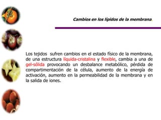Cambios en los lípidos de la membrana.




Los tejidos sufren cambios en el estado físico de la membrana,
de una estructura líquida-cristalina y flexible, cambia a una de
gel-sólida provocando un desbalance metabólico, pérdida de
compartimentación de la célula, aumento de la energía de
activación, aumento en la permeabilidad de la membrana y en
la salida de iones.
 