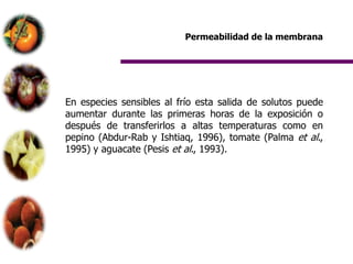 Permeabilidad de la membrana




En especies sensibles al frío esta salida de solutos puede
aumentar durante las primeras horas de la exposición o
después de transferirlos a altas temperaturas como en
pepino (Abdur-Rab y Ishtiaq, 1996), tomate (Palma et al.,
1995) y aguacate (Pesis et al., 1993).
 