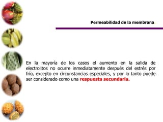 Permeabilidad de la membrana.




En la mayoría de los casos el aumento en la salida de
electrolitos no ocurre inmediatamente después del estrés por
frío, excepto en circunstancias especiales, y por lo tanto puede
ser considerado como una respuesta secundaria.
 