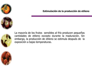 Estimulación de la producción de etileno




La mayoría de los frutos sensibles al frío producen pequeñas
cantidades de etileno excepto durante la maduración. Sin
embargo, la producción de etileno se estimula después de la
exposición a bajas temperaturas.
 