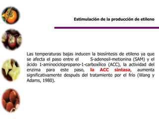 Estimulación de la producción de etileno




Las temperaturas bajas inducen la biosíntesis de etileno ya que
se afecta el paso entre el     S-adenosil-metionina (SAM) y el
ácido 1-aminociclopropano-1-carboxílico (ACC), la actividad del
enzima para este paso, la ACC sintasa, aumenta
significativamente después del tratamiento por el frío (Wang y
Adams, 1980).
 