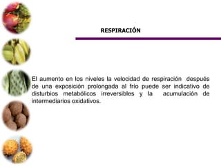 RESPIRACIÓN




El aumento en los niveles la velocidad de respiración después
de una exposición prolongada al frío puede ser indicativo de
disturbios metabólicos irreversibles y la     acumulación de
intermediarios oxidativos.
 