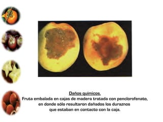 Daños químicos.
Fruta embalada en cajas de madera tratada con penclorofenato,
        en donde sólo resultaron dañados los duraznos
             que estaban en contacto con la caja.
 
