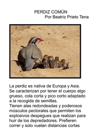 PERDIZ COMÚN
Por Beatriz Prieto Tena
La perdiz es nativa de Europa y Asia.
Se caracterizan por tener el cuerpo algo
grueso...