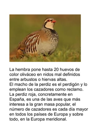 La hembra pone hasta 20 huevos de
color oliváceo en nidos mal definidos
entre arbustos o hiervas altas.
El macho de la per...