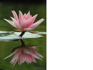 Perdoar Não é Preciso