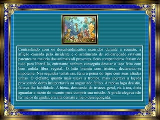 Contrastando com os desentendimentos ocorridos durante a reunião, a
aflição causada pelo incidente e o sentimento de solidariedade estavam
patentes na maioria dos animais ali presentes. Seus companheiros faziam de
tudo para libertá-lo, entretanto nenhum conseguia desatar o laço feito com
bem urdida fibra vegetal. O leão bramiu com tristeza, declarando-se
impotente. Nas seguidas tentativas, feriu a perna do tigre com suas afiadas
unhas. O elefante, quanto mais usava a tromba, mais apertava a laçada
provocando dores insuportáveis ao angustiado felino. A raposa logo desistiu,
faltava-lhe habilidade. A hiena, destoando da tristeza geral, ria à toa, dizia
aguardar a morte do incauto para cumprir sua missão. A girafa alegava não
ter meios de ajudar, era alta demais e meio desengonçada.
 