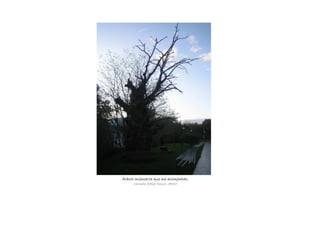 Árbore milenaria que me acompañas.Árbore milenaria que me acompañas.Árbore milenaria que me acompañas.Árbore milenaria que me acompañas.
Carmela Yáñez Rouco, 1ºESO
 