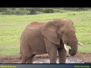 Secrets of Success   Perfect Knowledge
 