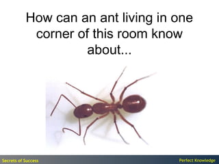 How can an ant living in one
            corner of this room know
                     about...




Secrets of Success                  Perfect Knowledge
 