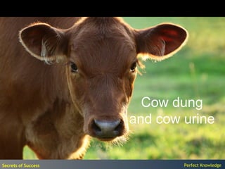 Cow dung
                     and cow urine


Secrets of Success           Perfect Knowledge
 