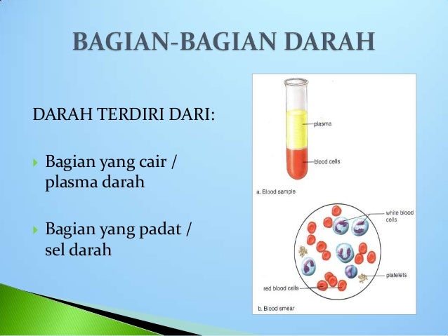 Peredaran darah