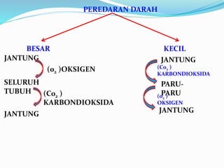 PEREDARAN DARAH 
BESAR KECIL 
JANTUNG 
SELURUH 
TUBUH 
(02 )OKSIGEN 
JANTUNG 
(C02 ) 
KARBONDIOKSIDA 
JANTUNG 
(C02 ) 
KARBONDIOKSIDA 
PARU-PARU 
(02 ) 
OKSIGEN 
JANTUNG 
 
