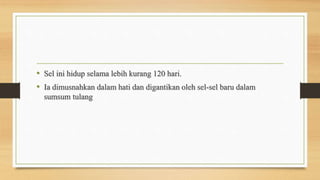 • Sel ini hidup selama lebih kurang 120 hari.
• Ia dimusnahkan dalam hati dan digantikan oleh sel-sel baru dalam
sumsum tulang
 