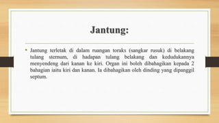 Jantung:
• Jantung terletak di dalam ruangan toraks (sangkar rusuk) di belakang
tulang sternum, di hadapan tulang belakang dan kedudukannya
menyendeng dari kanan ke kiri. Organ ini boleh dibahagikan kepada 2
bahagian iaitu kiri dan kanan. Ia dibahagikan oleh dinding yang dipanggil
septum.
 