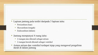 • Lapisan jantung pula terdiri daripada 3 lapisan iaitu:
• Pericardium (luar)
• Myocardium (tengah)
• Endocardium (dalam)
• Jantung mempunyai 4 ruang iaitu:
• 2 ruangan atas dikenali sebagai atrium
• 2 ruangan bawah dikenali sebagai ventrikel
• Antara atrium dan ventrikel terdapat injap yang mengawal pengaliran
darah di dalam jantung
 