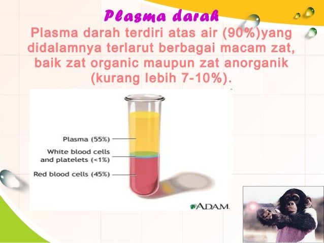 Peredaran Darah - Salsabila Abidah Aziz