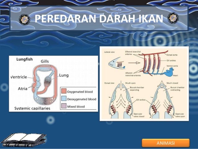 sistem Peredaran darah hewan