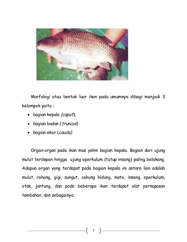 Pembuluh darah punggung atau dorsal pada ikan berfungsi untuk