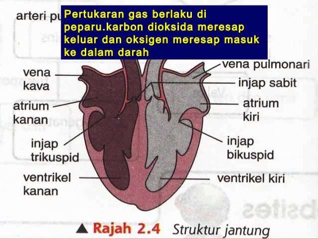 Mekanisme Peredaran darah melalui jantung