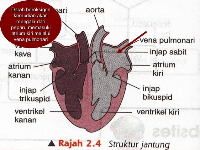 Mekanisme Peredaran darah melalui jantung